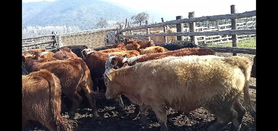 Lote 51 Ternero en Curicó, VII  Región Maule