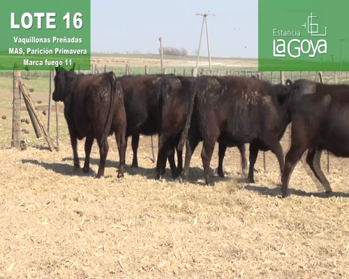 Lote VAQUILLONAS PREÑADAS MAS PARICIÓN PRIMAVERA