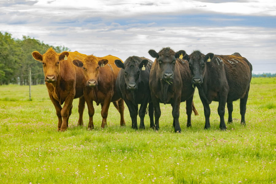 Lote Vientres PI Vacias