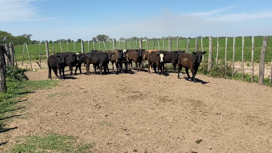 Lote 15 Terneros Brangus en Soutomayor, Santa Fe