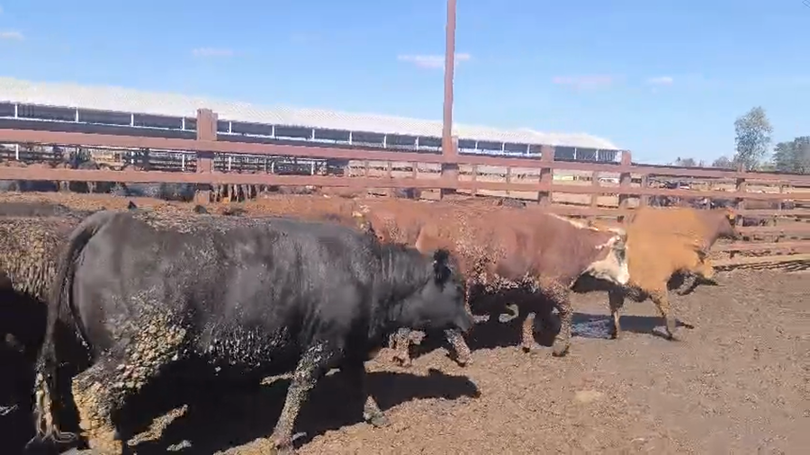 Lote 20 Vaquilla Gorda en Los Ángeles, VIII Región Biobío