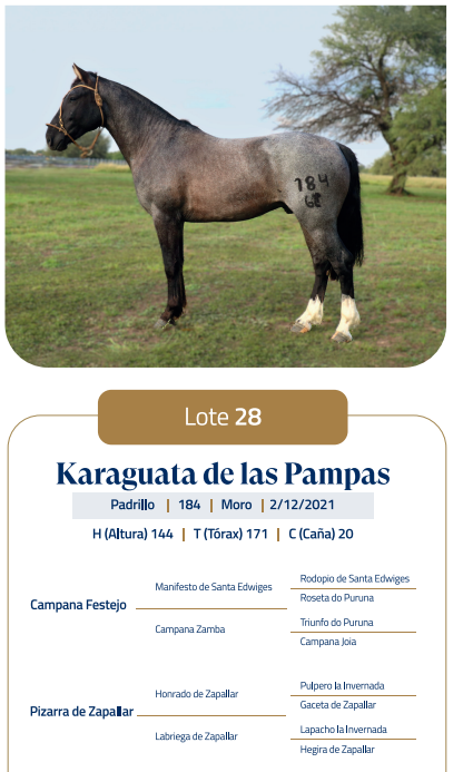 Lote LOTE 28