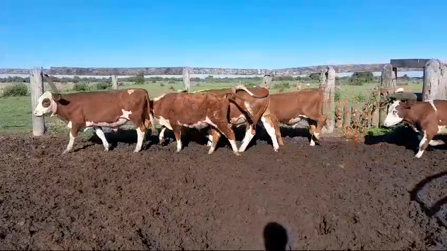 Lote 60 Novillitos en Corrientes, Curuzú-Cuatiá