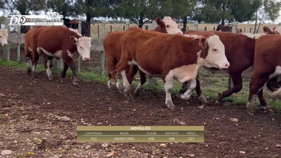 Lote 102 Novillos 1 a 2 años 100% He a remate en 6º Expo Nacional Hereford 327kg -  en Merinos