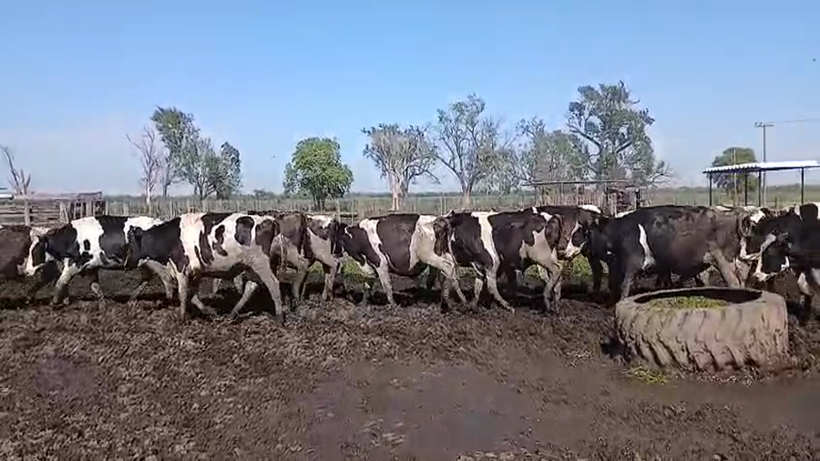 Lote 43 Novillo Holando