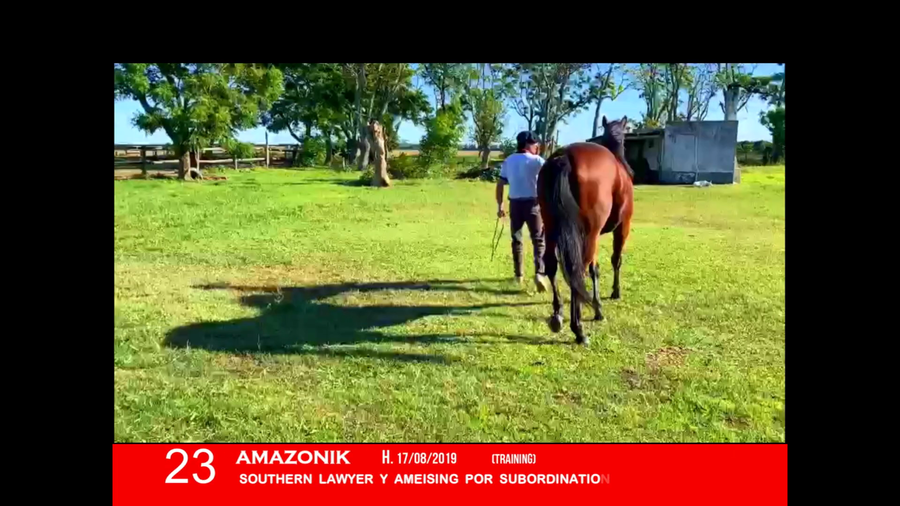 Lote AMAZONIK
