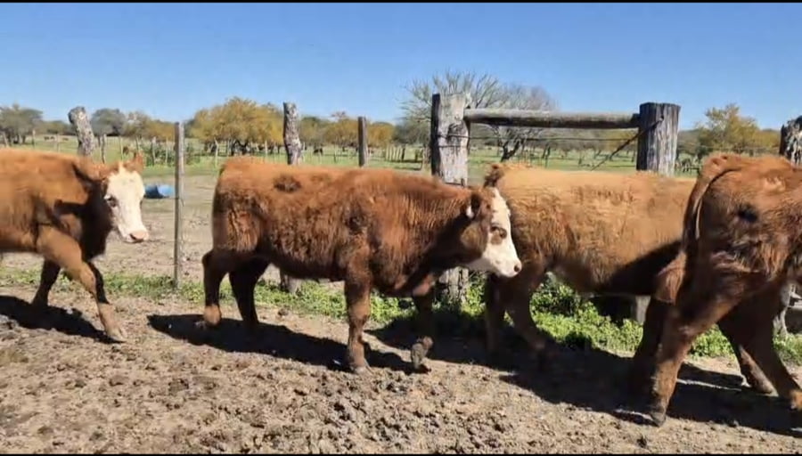 Lote 60 Terneros