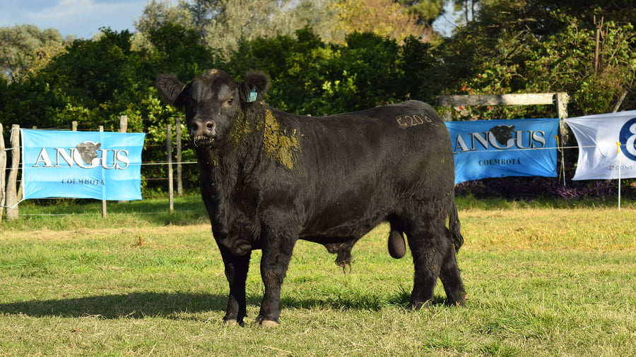 Lote CABAÑA COEMBOTÁ: RP 208