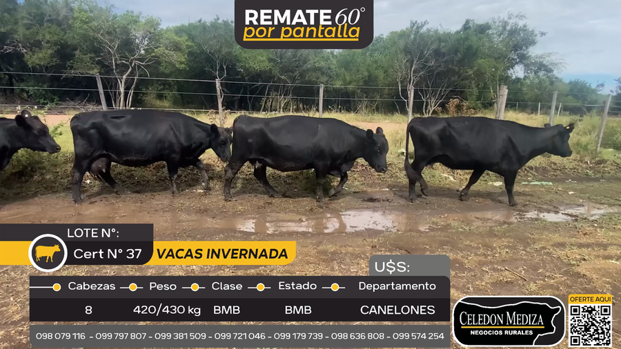 Lote 8 Vaca en Otra Localidad, Canelones