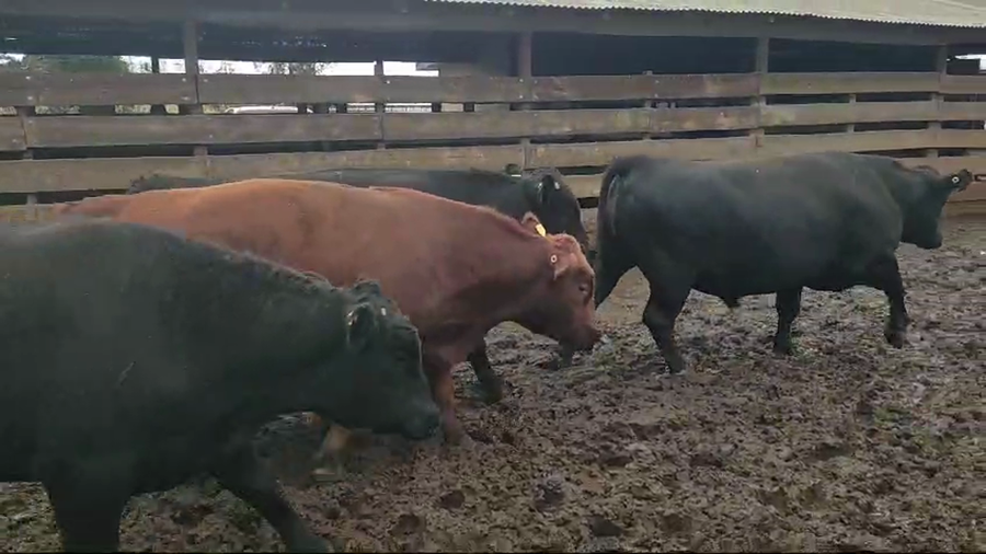 Lote 20 Novillo Gordo en Los Ángeles, VIII Región Biobío
