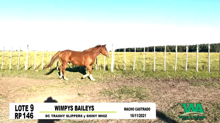 Lote WIMPYS BAILEYS