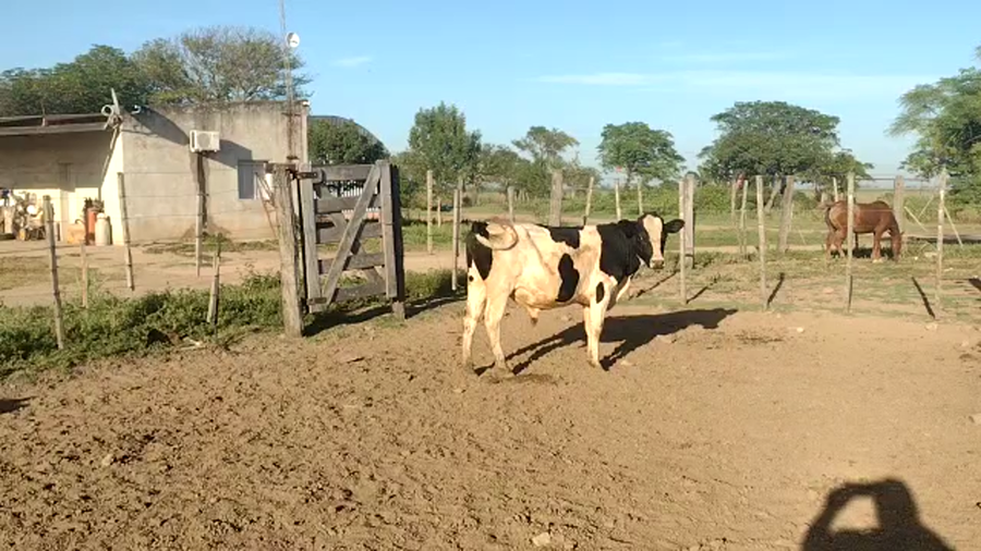 Lote 15 Terneros Holando Argentino en Brinkmann, Córdoba
