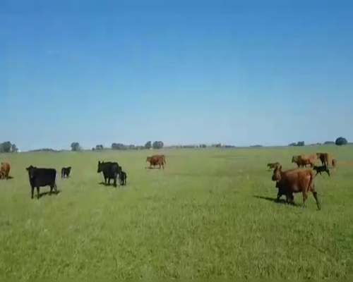 Lote 70 TERNS. MACHOS A TERMINO, OLAVARRIA, PCIA. DE BS. AS.