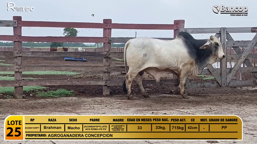 Lote Toros Brahman a remate en Viernes 30 de mayo- Remates PDC, Alto Paraguay