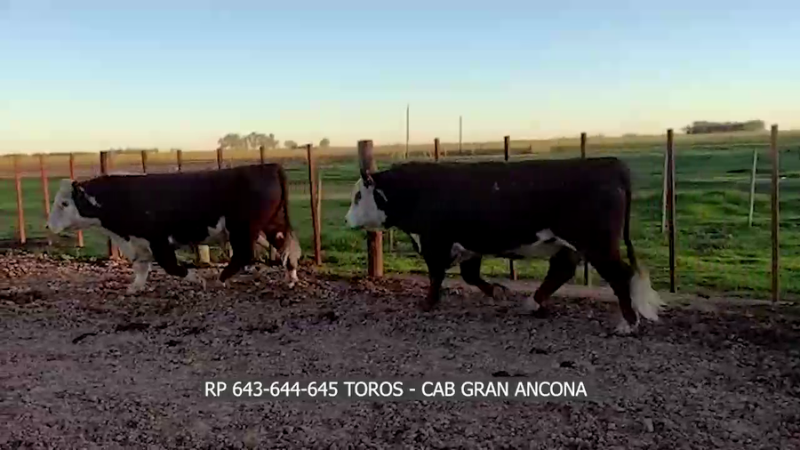 Lote RP 643-644-645 CAB GRAN ANCONA