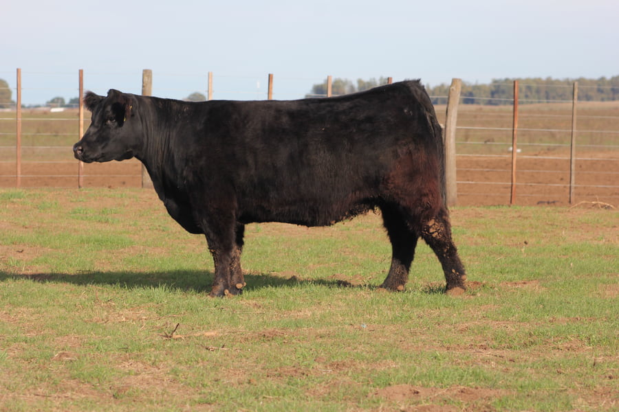 Lote VAQUILLONAS PURAS DE PEDIGREE