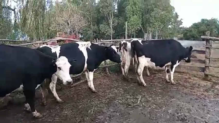 Lote 4 Vacas de Invernada a remate en Pantalla Camy Mayo - Desde La Cuenca 530kg - , San José