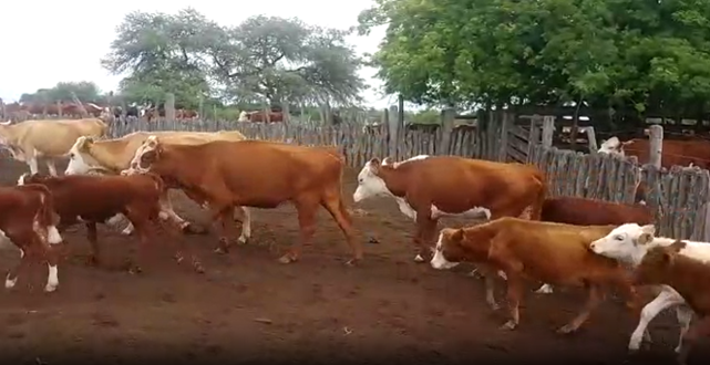 Lote 35 Vacas con cría