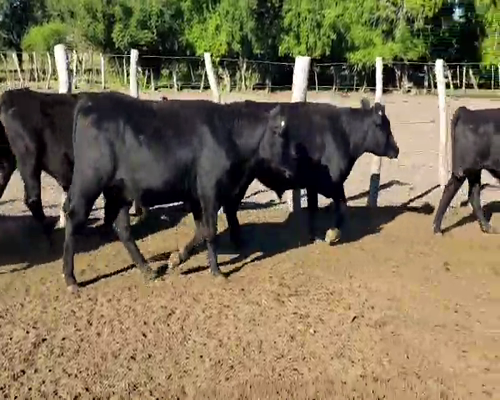 Lote 100 Novillos en Villaguay, Entre Ríos