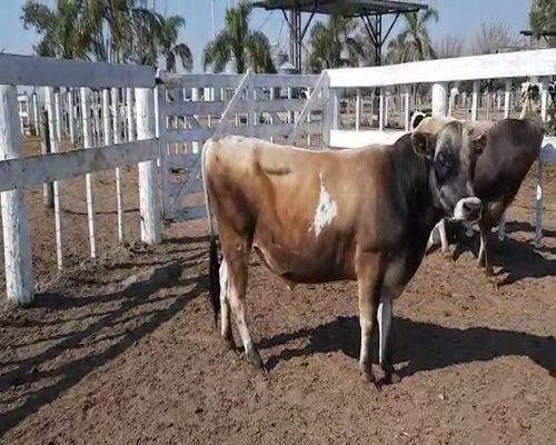 Lote TORO RP559 LA LILIA