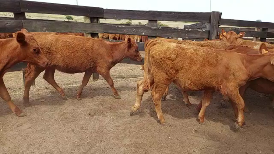 Lote 20 Vaquillonas  Angus Colorada a remate en Pantalla Camy - Liquidación de Estancia en Rosario