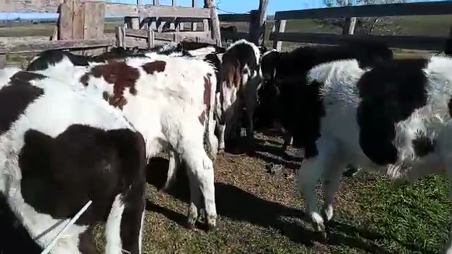 Lote 20 Terneros HOLANDO Y CRUZA a remate en PANTALLA CAMY, San José