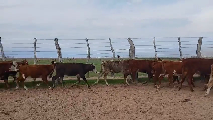 Lote 140 Terneros/as