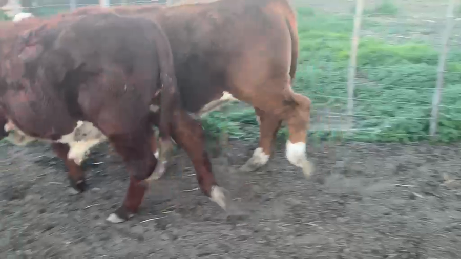 Lote 4 Novillos Cruza en Tacural, Santa Fe