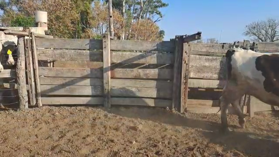 Lote Cristian Perren