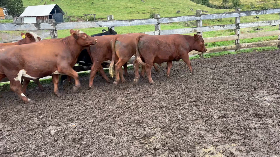 Lote 22 Novillo Engorda en Río Ibáñez, XI Región Aysén