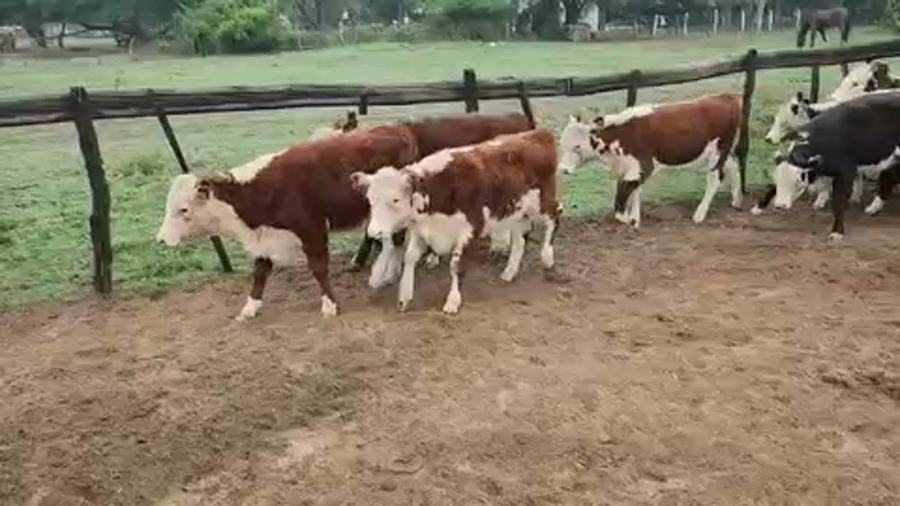 Lote 60 Terneras en Esquina, Corrientes