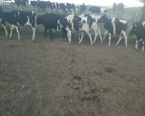 Lote Novillos