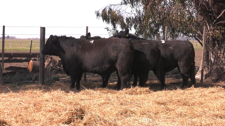 Lote TOROS PUROS POR CRUZA 