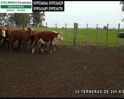 Lote 30 Terneras en Egaña, Soriano