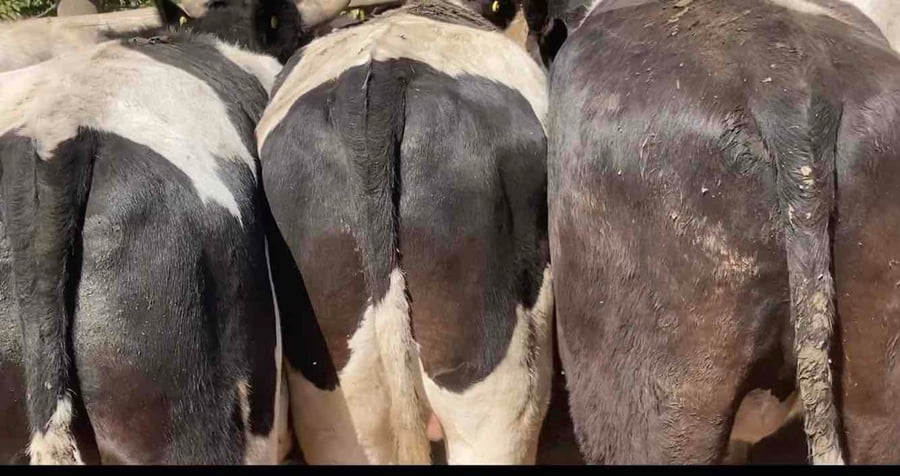 Lote 20 Novillo Gordo en Melipilla, Región Metropolitana