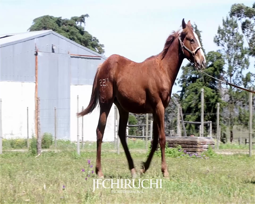 Lote VDA LAPSANG SOUCHONG