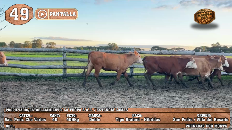 Lote LOTE 49 - POR PANTALLA