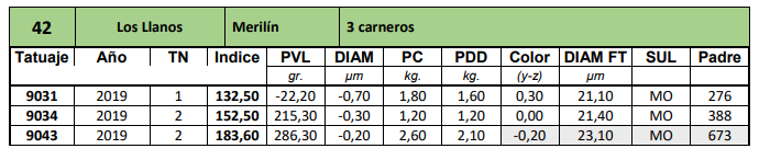 Lote 3 carneros