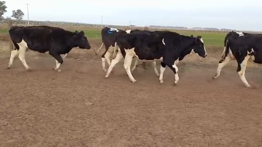 Lote Adeco Agropecuaria