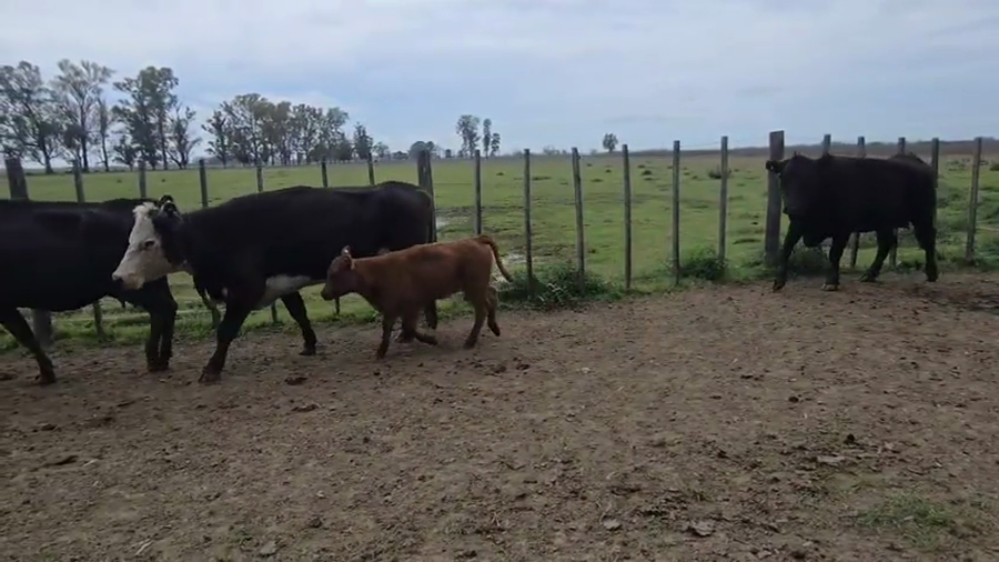 Lote 22 AL CTE MEDIO USO