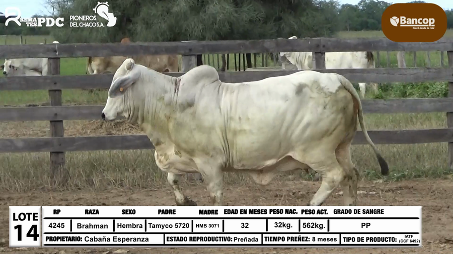 Lote Lote 14