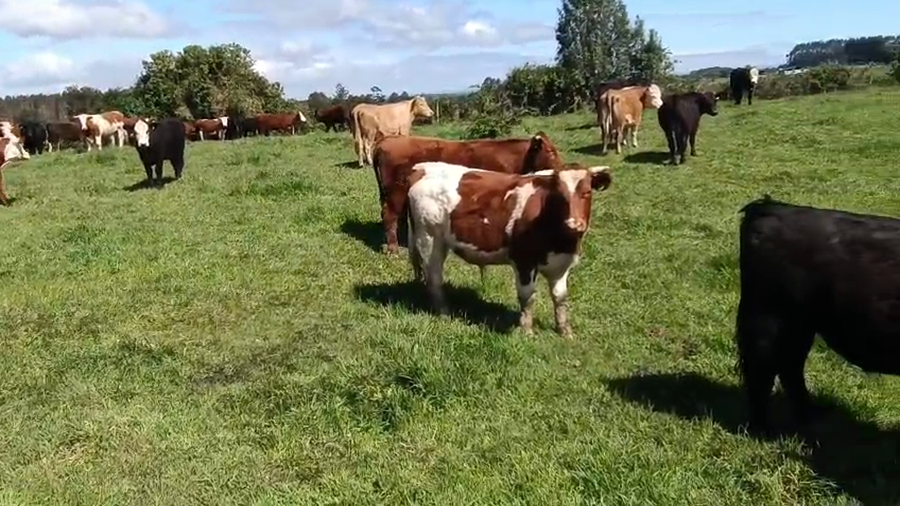 Lote 110 Novillo Engorda en Puerto Varas, X Región Los Lagos