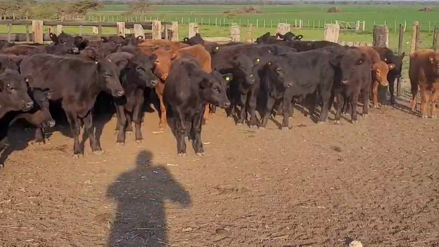 Lote 124 Terneros en Villaguay, Entre Ríos