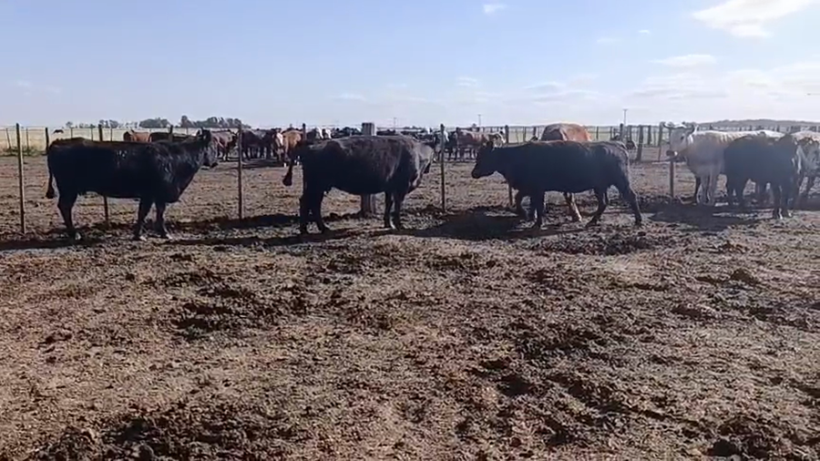 Lote 30 Vacas faena en Gral. Cabrera, Córdoba