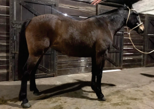 Lote Lamparita Rumbeadora