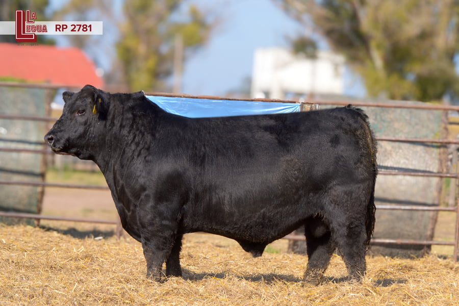 Lote TOROS ANGUS  PP