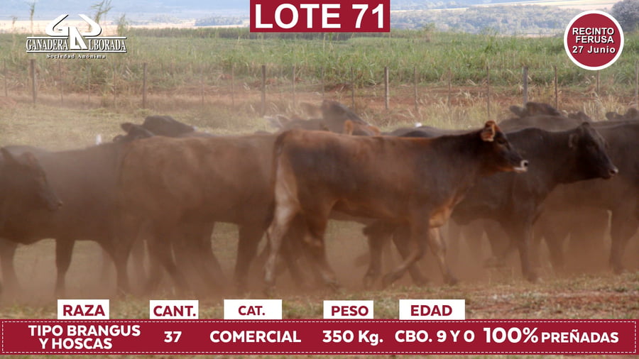 Lote Reproductores de Alborada - Lote 71