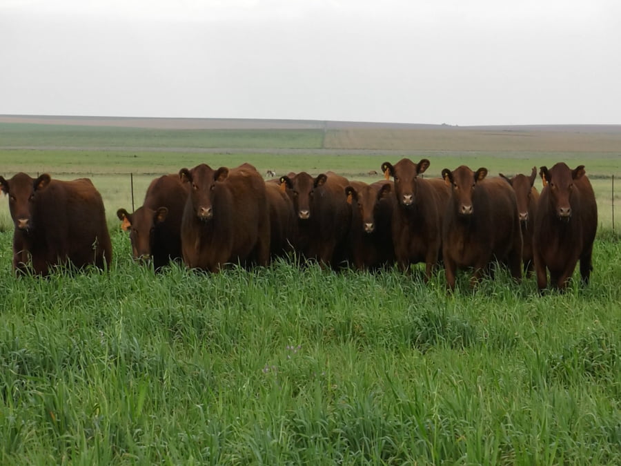 Lote VAQ. ANGUS COLORADAS  MAS C/GTÍA DE PREÑEZ