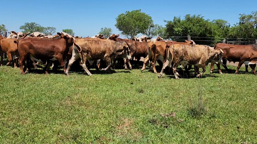 Lote 37 Novillos en Concepción, Corrientes