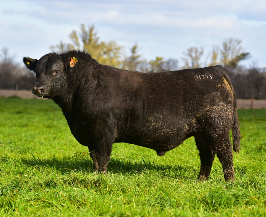 Lote TOROS PEDIGREE H373 H421